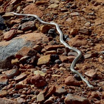 Pacific Gopher Snake seen on the way back from the Navajo Knobs